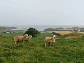 Sau på beite på Jæren