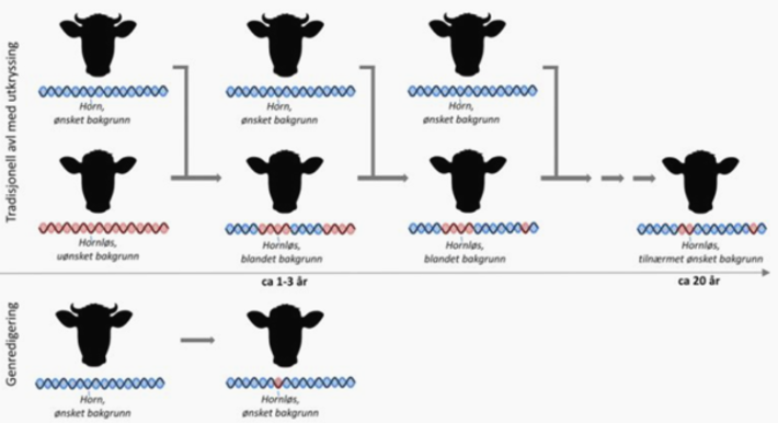 Illustrasjon CRISPR