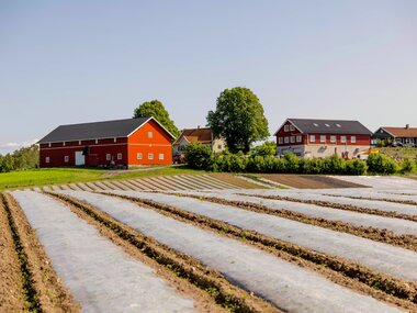 Grønnsaksåker og Haneborg gård