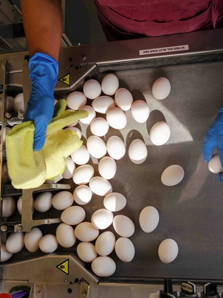 Sortering av egg