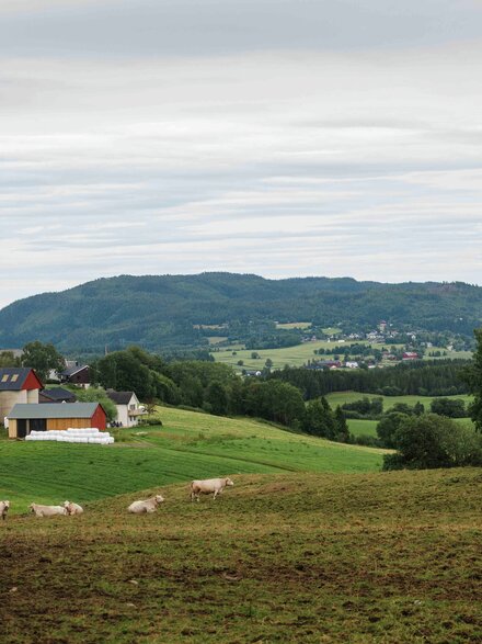 Jordbruk Trøndelag