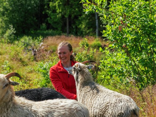 Aschjem gård sau på beite sau og bonde Elin Bergerud