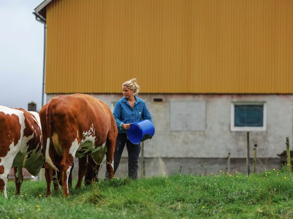 Ku og bonde