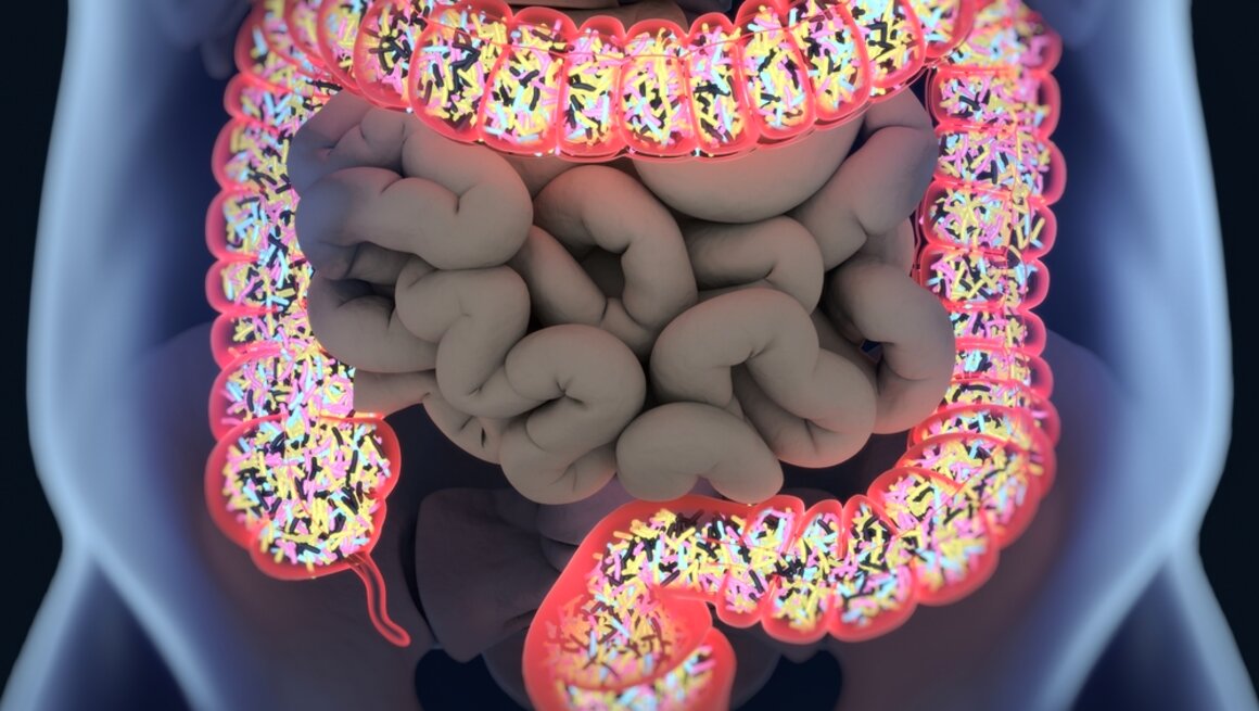 Gut bacteria  microbiome. Bacteria inside the large intestine  concept  representation. 3D illustration.