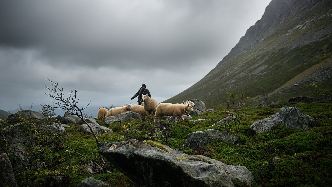 Milj&#248;bilde kampanjeside Norsk lam i verdensklasse 2