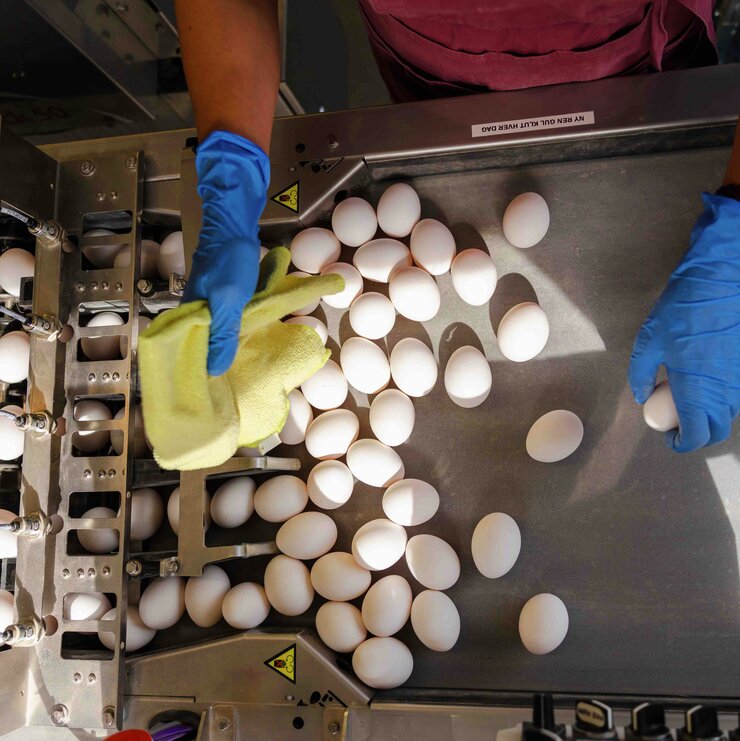Sortering av egg