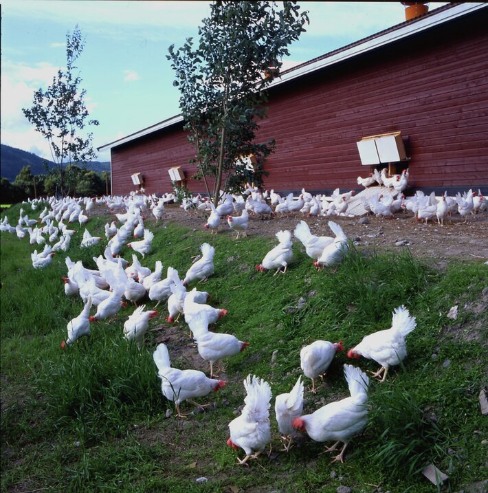 Økologiske høner ute på gress