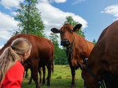 Bonde Elin Bergerud med sine kuer