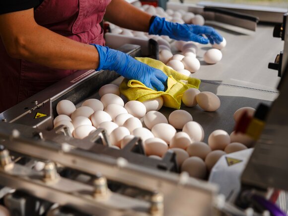 Sortering av egg