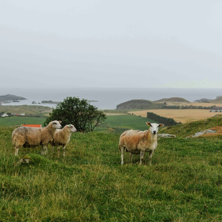 Sau på beite på Jæren