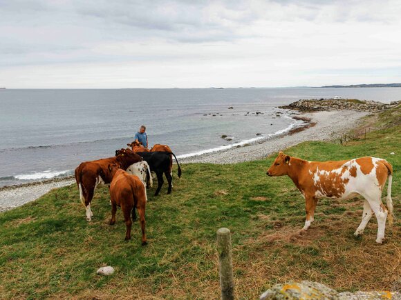 Storfe i Rogaland