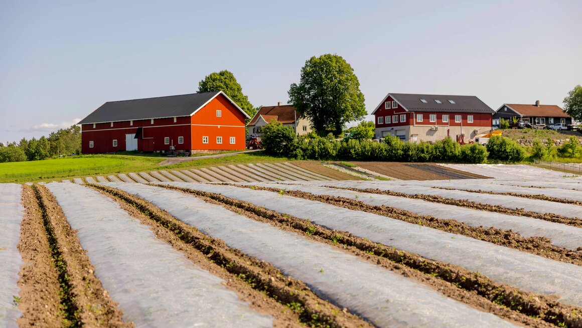 Grønnsaksåker og Haneborg gård